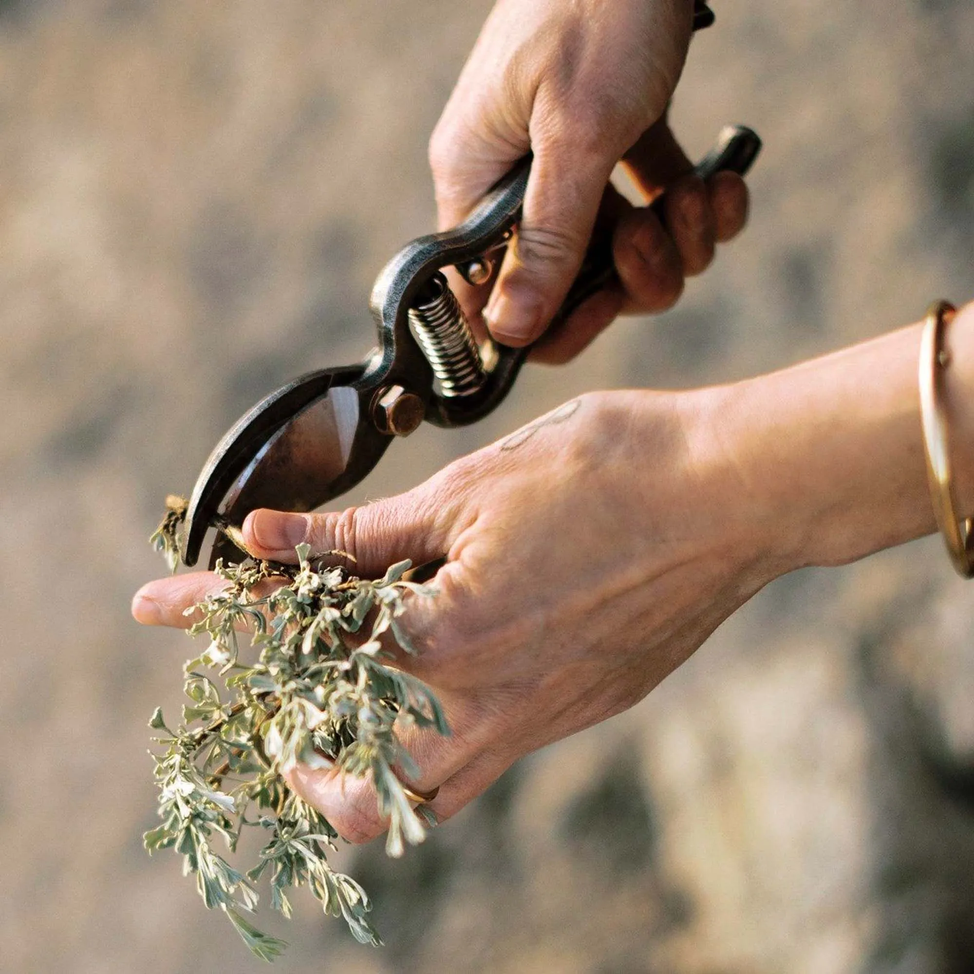 Harvesting Bag & Pruner